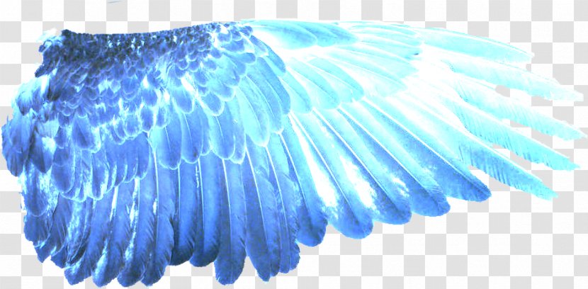 Clip Art Image Digital Desktop Wallpaper - Wing - Wings Of Fire Transparent PNG