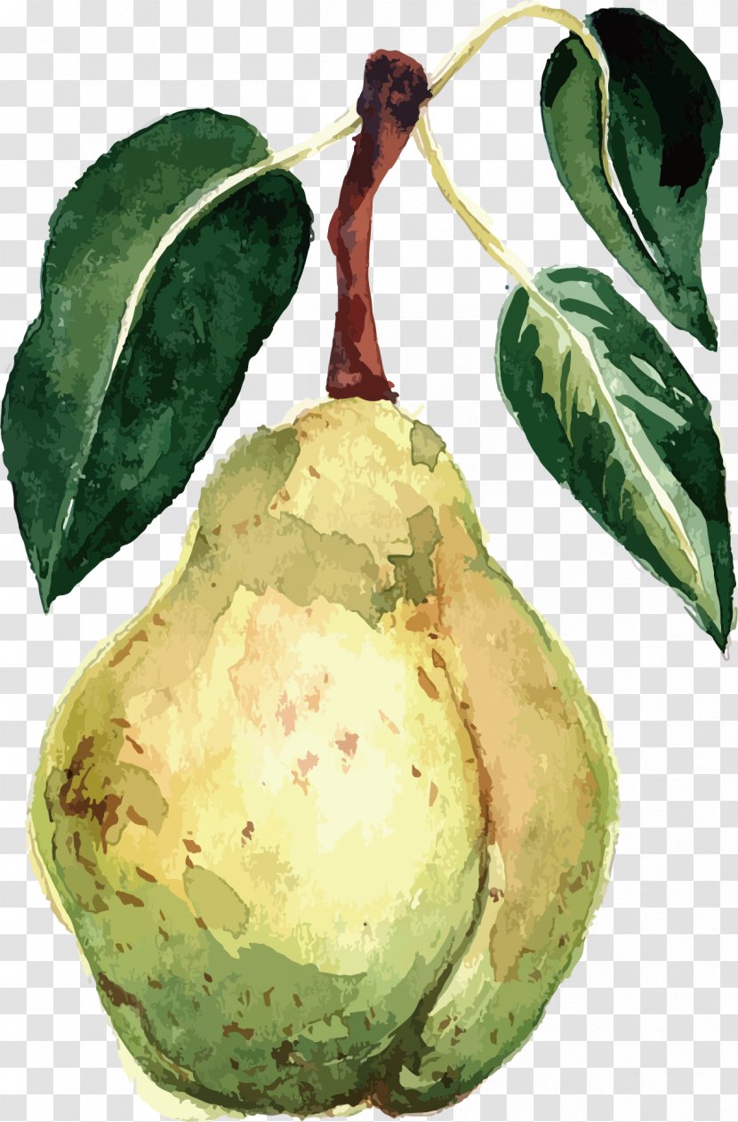 Pear Watercolor Painting Fruit Vector Packs - Vegetable Transparent PNG