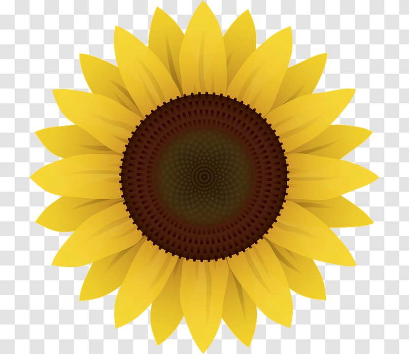 Common Sunflower Clip Art - Photography - Yellow Transparent PNG