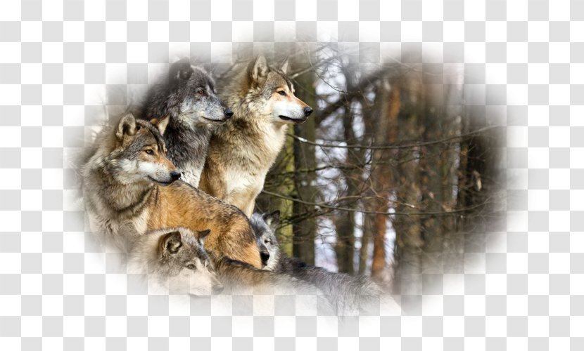 Yellowstone National Park Pack Animal Coyote Dog - Fauna Transparent PNG