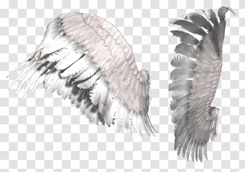 Digital Image Information Clip Art - Bird Of Prey - Wings Transparent PNG