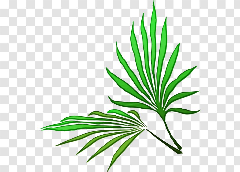 Cartoon Palm Tree - Plant - Stem Arecales Transparent PNG