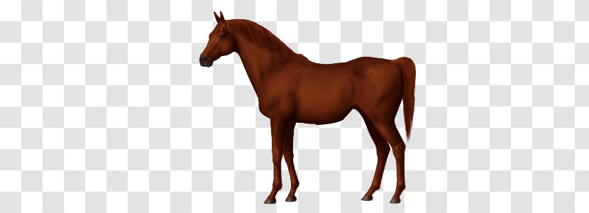 Criollo Horse Arabian Nez Perce Akhal-Teke Barb - Animal Transparent PNG