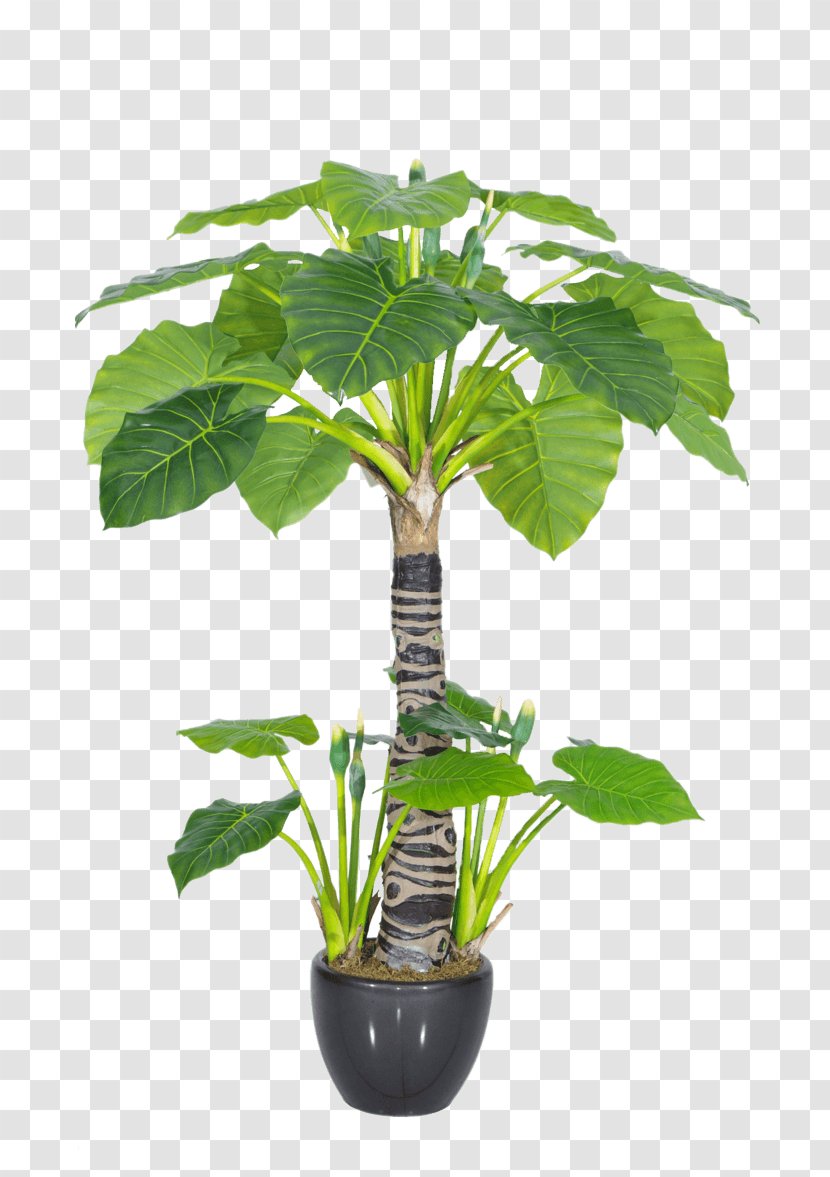 Plants Viridiplantae Alocasia Odora Houseplant Topiary - Pachira - Green Plant Transparent PNG