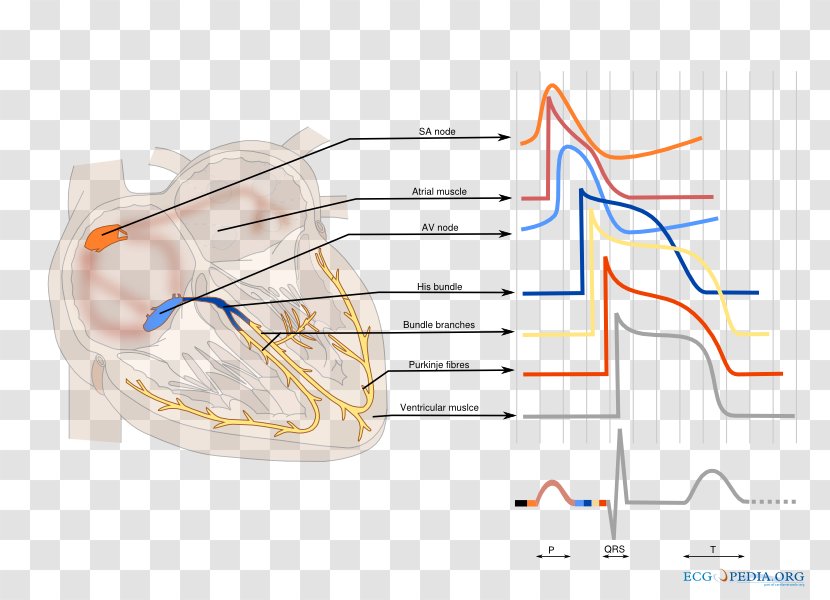 Electrical Conduction System Of The Heart Cardiology Cardiac Action Potential Electrocardiography - Cartoon Transparent PNG