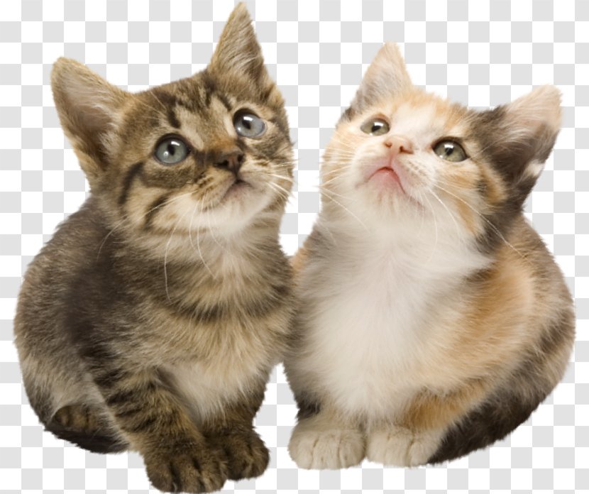 Cat Kitten Fencehouses Veterinarian - Whiskers Transparent PNG