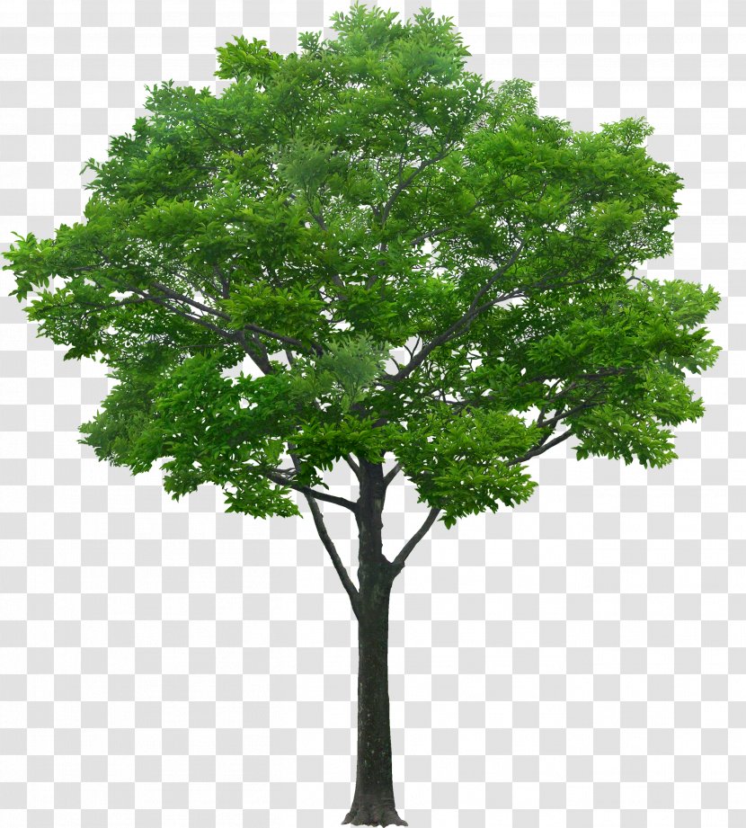 Tree Southern Magnolia Oak Pine Transparent PNG