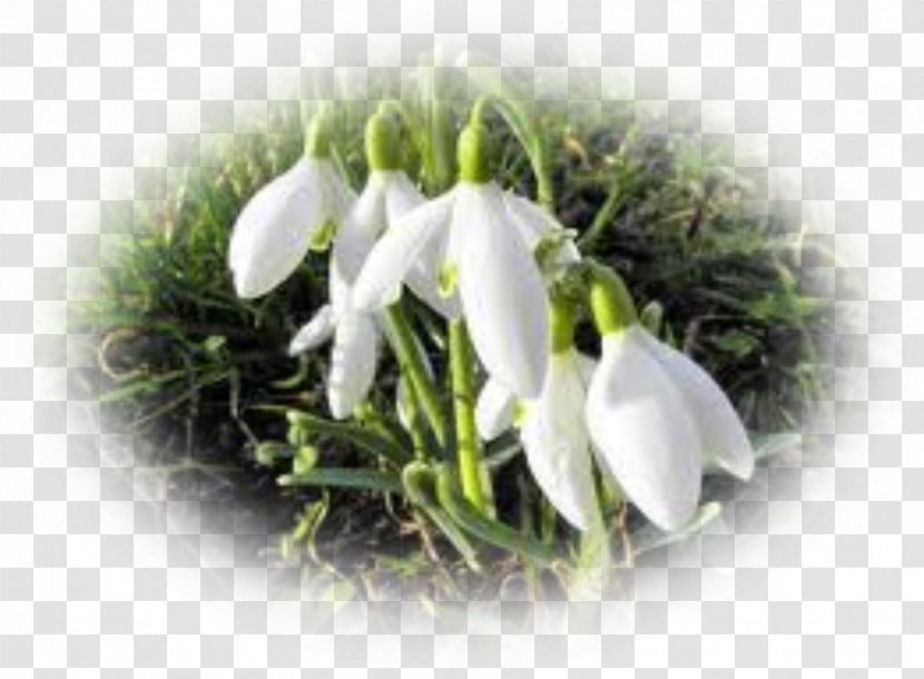 Flower Snowdrop Perce-neige Poinsettia Plant - Internet Meme - Crocus Transparent PNG
