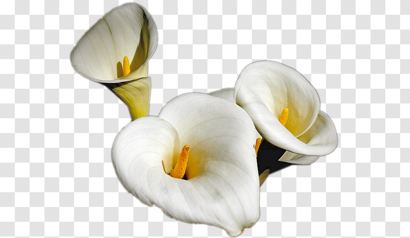 Flower Image Vector Graphics Clip Art Transparent PNG