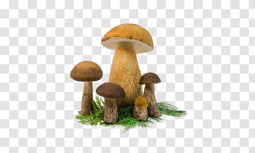 Mushroom Grass - Color - Above Mushrooms Transparent PNG