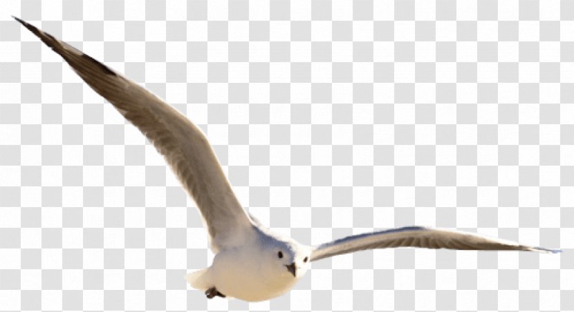 Gulls Bird Clip Art Goose - Water Transparent PNG
