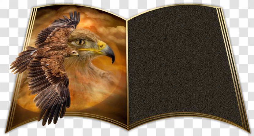 Bird Of Prey Beak Eagle Animal - Golden Card Transparent PNG