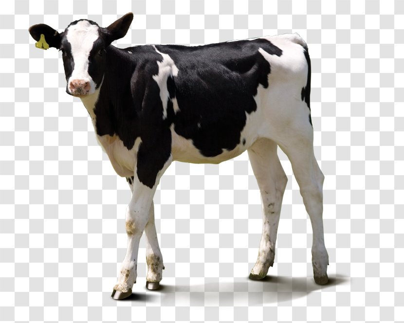 Dairy Cattle Direct To Garment Printing Digital Clothing - Cow Goat Family - Grazing Goats Transparent PNG