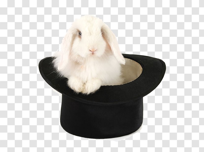 Domestic Rabbit Holland Lop Royalty-free Hat Transparent PNG
