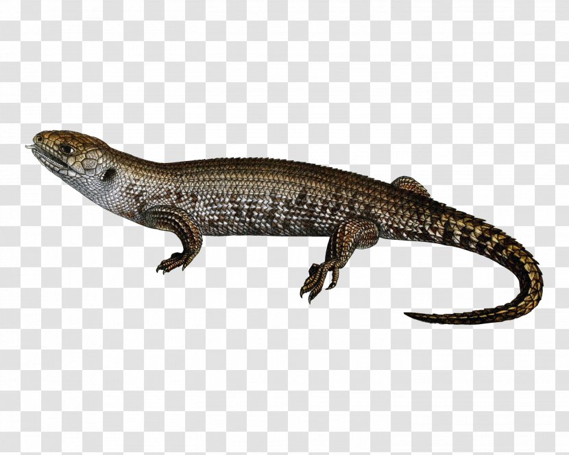 Lizard Common Iguanas Reptile - Amphibian Transparent PNG