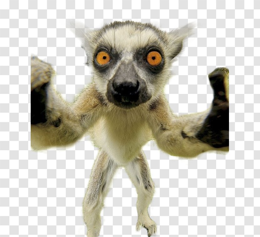 Cat Lemurs Selfie Animal Humour - Cheezburger Inc Transparent PNG