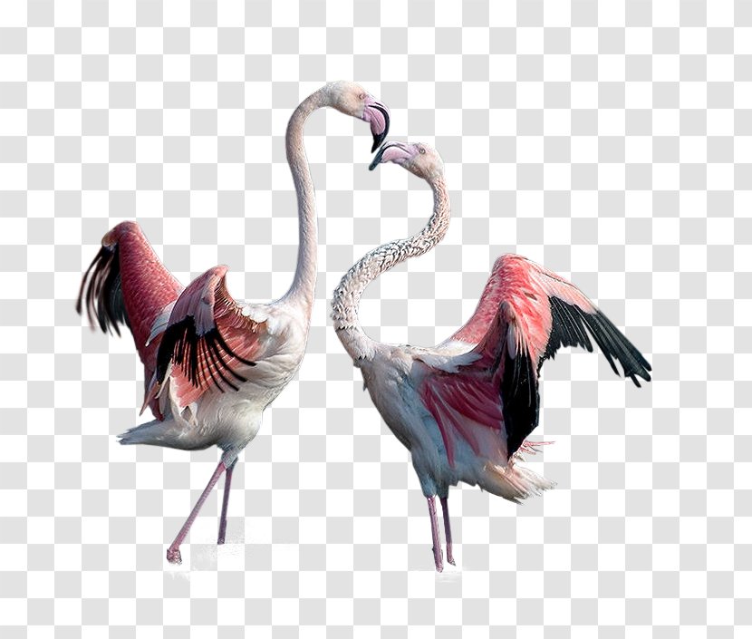 Flamingo Bird - Centerblog - Two Transparent PNG