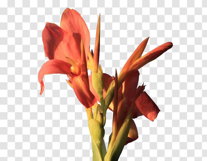 Canna Indica Flower Icon - Amaryllis Family - Cannabis Pictures Transparent PNG