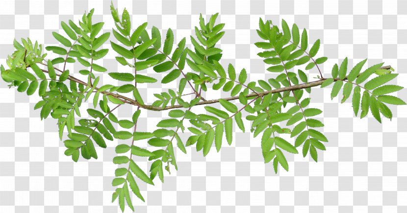Leaf Vascular Plant Tree Fern Branch - Birch - Lilac Transparent PNG