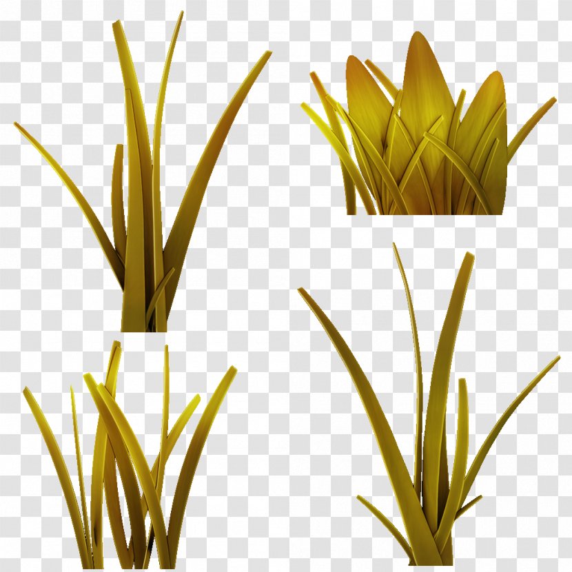 Grasses Plant Stem Leaf Flower Commodity - Grass Family Transparent PNG