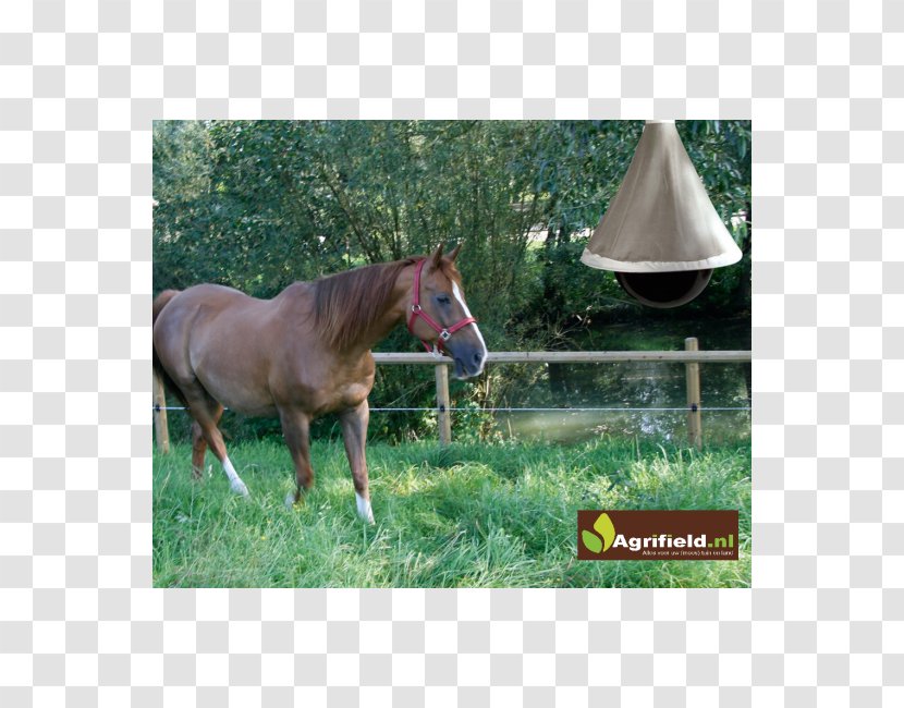 Horse-fly Amazon.com Insect - Horse Supplies Transparent PNG
