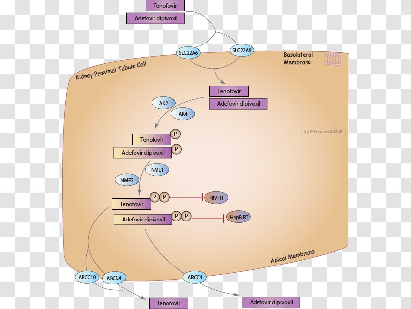 Tenofovir Disoproxil Adefovir Mechanism Of Action Hepatitis B Kidney - Fumaric Acid Transparent PNG