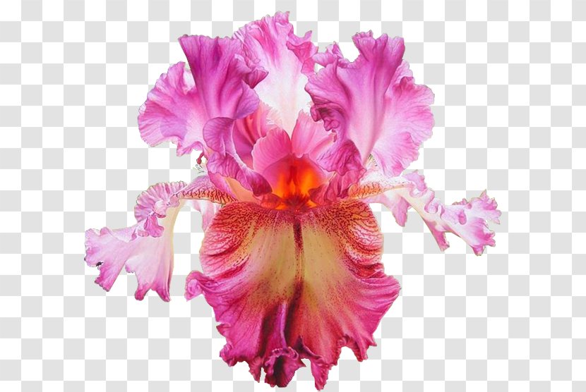 Flower Iris Croatica Rainbow Comanche Acres Gardens Germanica - Color Transparent PNG