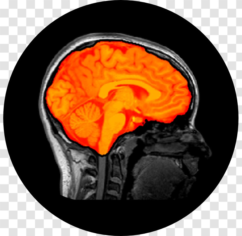 Brain Mapping Research Neuroscience Jupyter - Civilization Website Transparent PNG