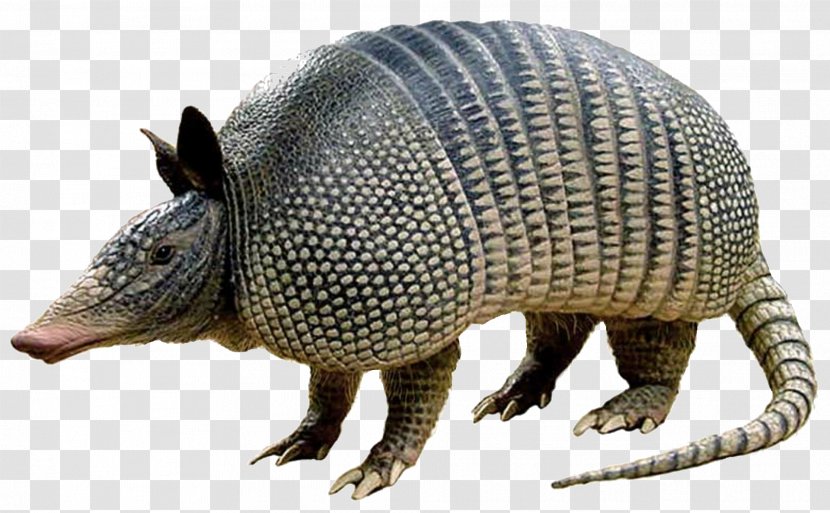 Nine-banded Armadillo Texas The Image - Organism - Pattern Transparent PNG