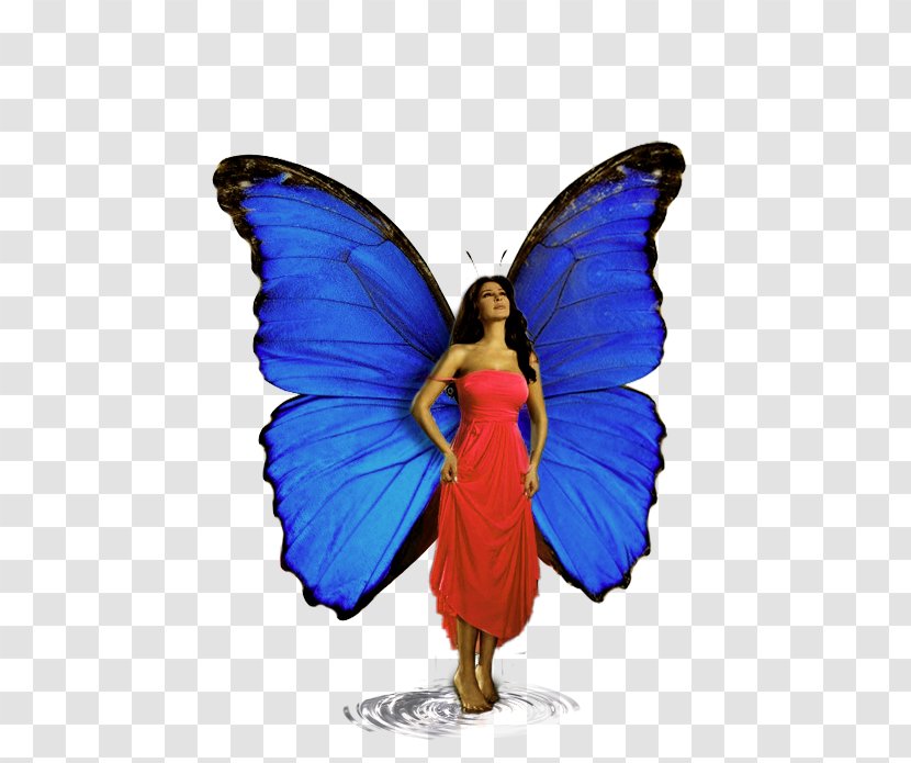 Monarch Butterfly Cobalt Blue Brush-footed Butterflies Fairy - Papillon Transparent PNG