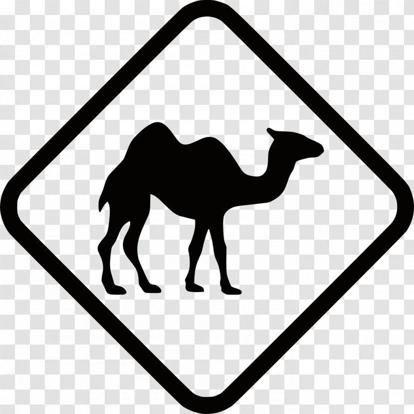 Dromedary Bactrian Camel Traffic Sign Australian Feral Road - Warning Transparent PNG