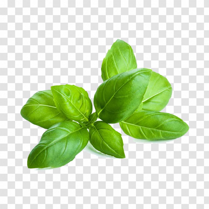Leaf Basil Plant Flower Herb - Food - Ocimum Lemon Transparent PNG