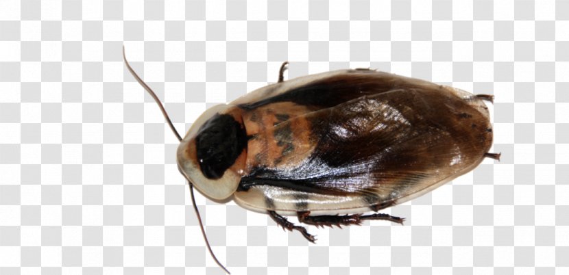 American Cockroach Beetle German Pest Transparent PNG