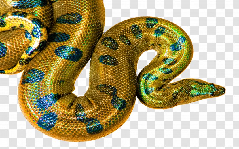 Boa Constrictor Desktop Wallpaper Display Resolution High-definition Television - Rattlesnake - Golden Snake Transparent PNG