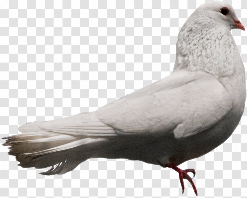 Columbidae Bird DeviantArt Stock Dove - Wing - Pigeon Transparent PNG