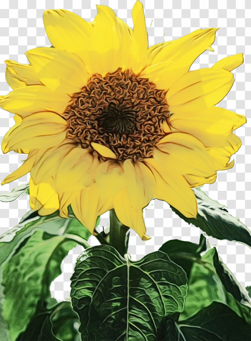 Sunflower Transparent PNG