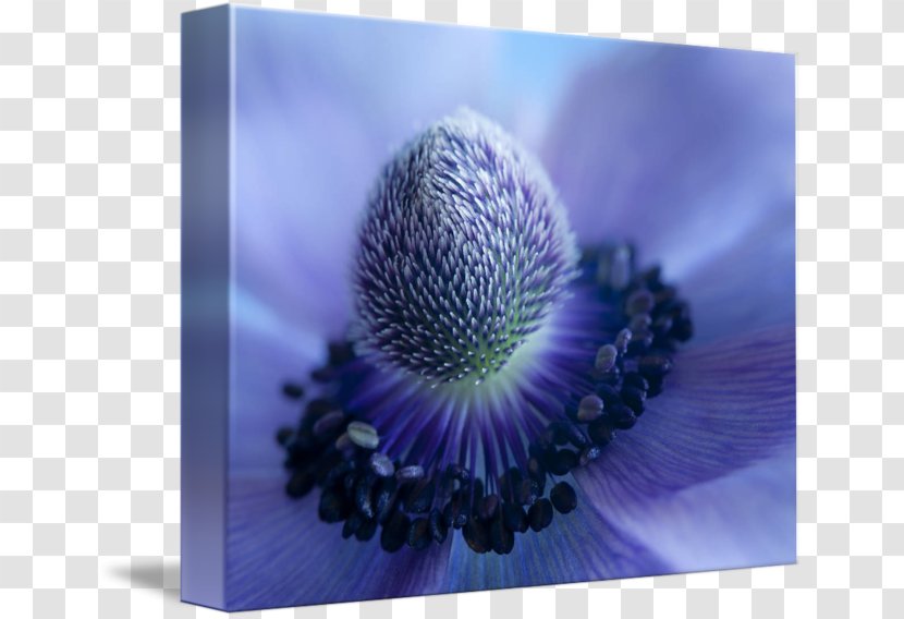 Blue Sky Beauty Violet Good - Sea - Anemone Transparent PNG