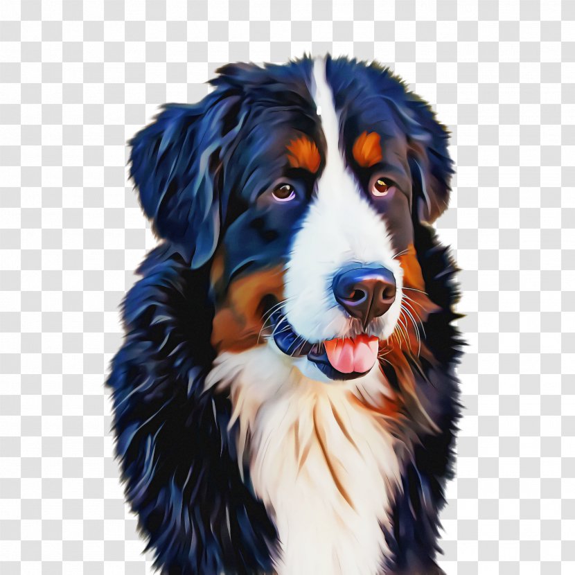 Dog And Cat - Border Collie - Rare Breed Transparent PNG