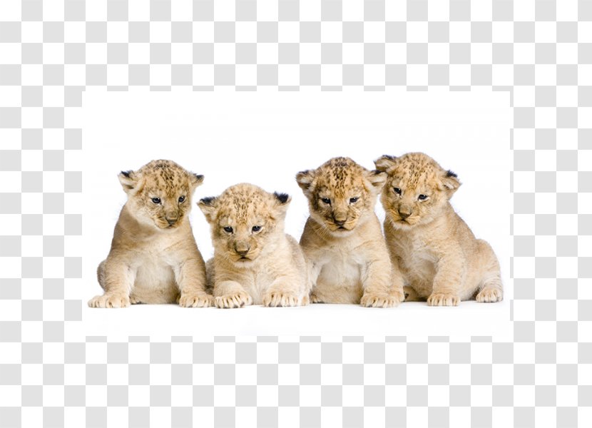 Lion Royalty-free Clip Art - Big Cats Transparent PNG