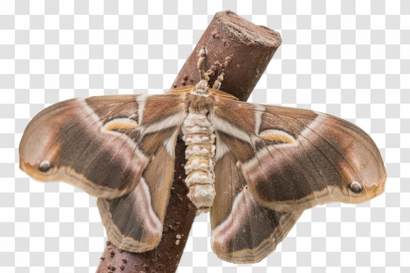 Butterfly Insect Moth Pollinator Invertebrate - Vegetation Transparent PNG