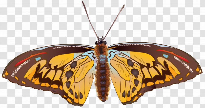 Monarch Butterfly Pieridae Moth Nymphalidae - Arthropod - Brown Clip Art Image Transparent PNG