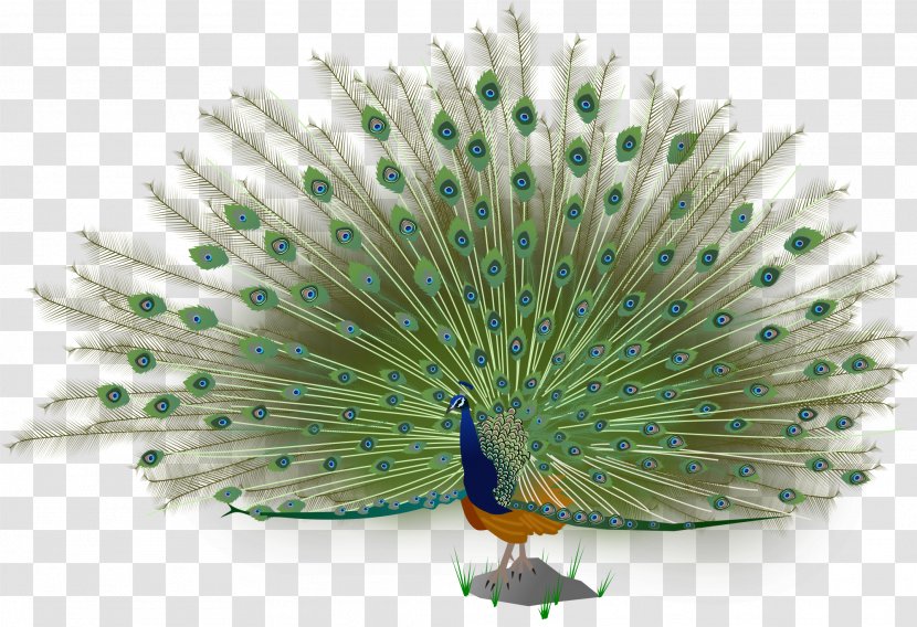 Asiatic Peafowl Bird Green - Peacock Transparent PNG