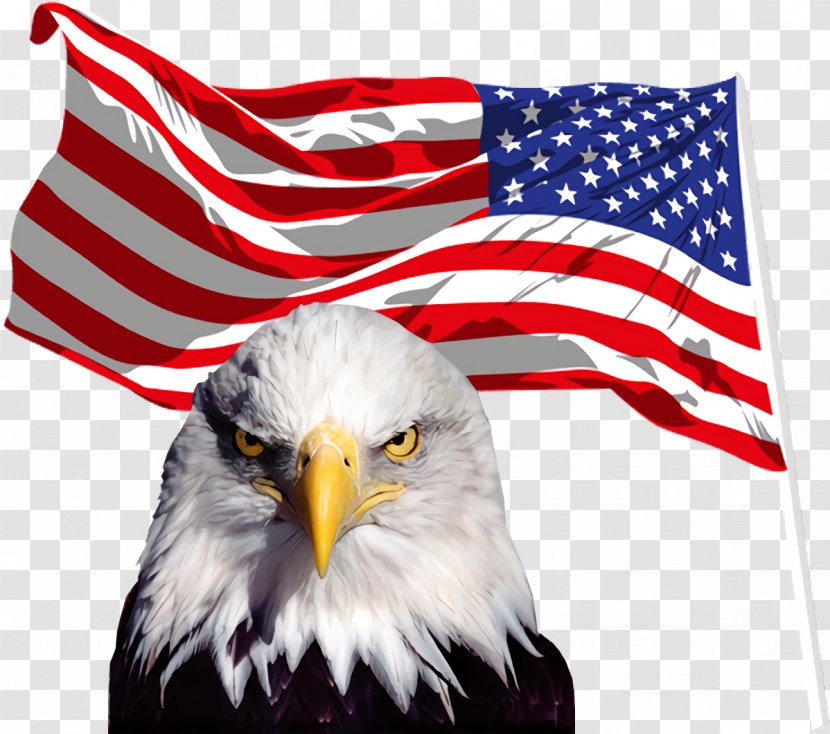 Veterans Day United States - Sea Eagle - Falconiformes Transparent PNG