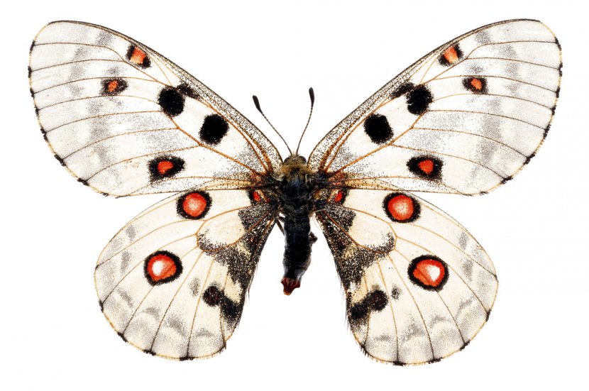 Butterfly Apollo Insect Arthropod - Swallowtail - Papillon Puppies Transparent PNG