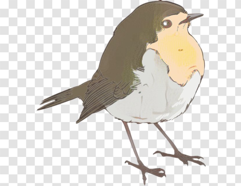 Robin Bird - Songbirds - Finch Chickadee Transparent PNG