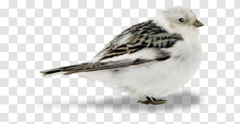 Bird Of Prey Finches Sparrow - Fauna Transparent PNG