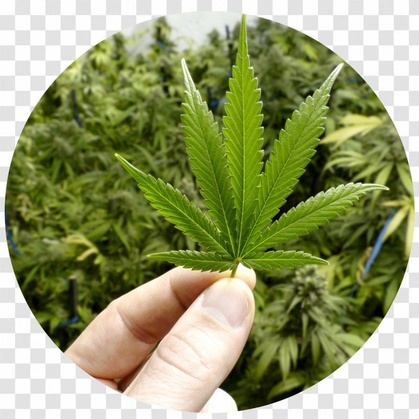 Medical Cannabis Legalization Legality Of Drug Testing Transparent PNG
