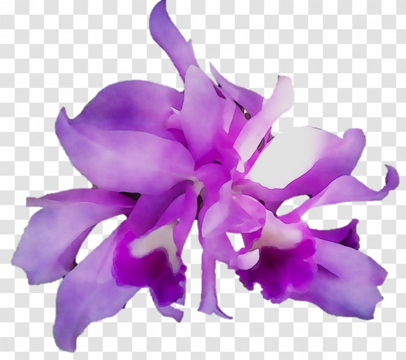 Cattleya Orchids Moth Herbaceous Plant Plants - Iris - Violet Transparent PNG