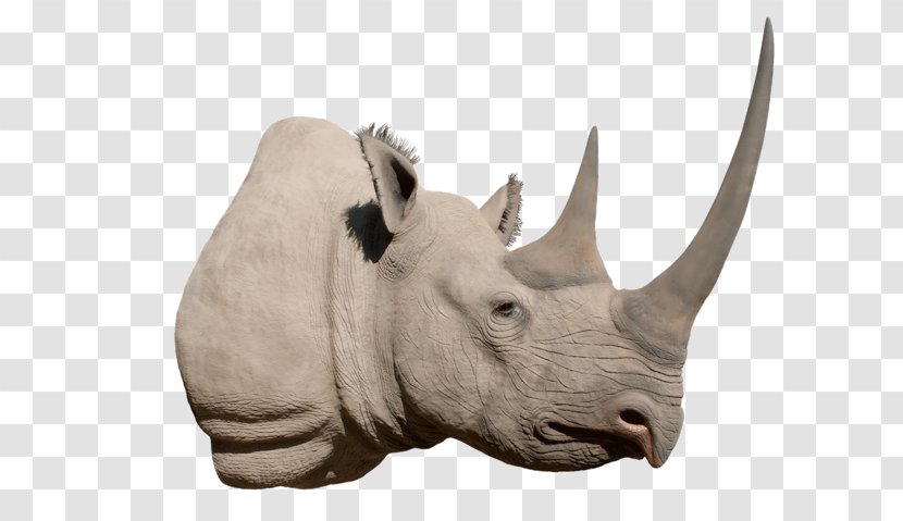 Black Rhinoceros Horn White Poaching - Wildlife Transparent PNG