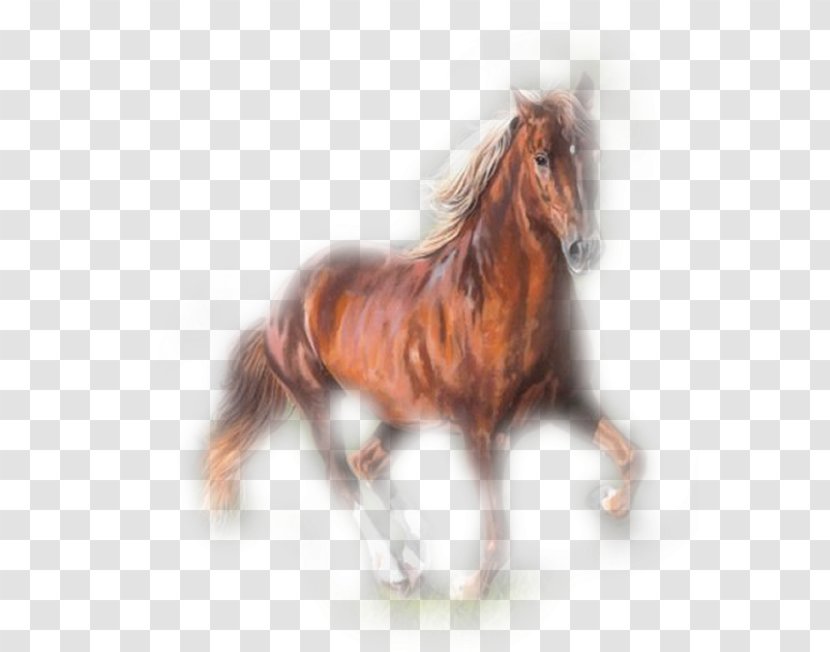 Mustang Stallion Butterfly Pony Mule - Horse Transparent PNG